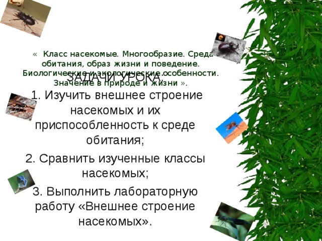      « Класс насекомые . Многообразие. Среда обитания, образ жизни и поведение. Биологические и экологические особенности. Значение в природе и жизни ».   ЗАДАЧИ УРОКА:  1. Изучить внешнее строение насекомых и их приспособленность к среде обитания; 2. Сравнить изученные классы насекомых; 3. Выполнить лабораторную работу «Внешнее строение насекомых». 