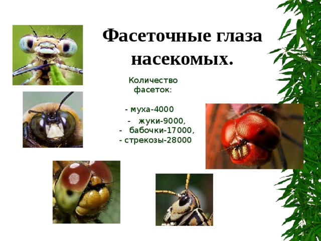       Количество фасеток:   - муха-4000  - жуки-9000,  - бабочки-17000,  - стрекозы-28000   Фасеточные глаза насекомых. 