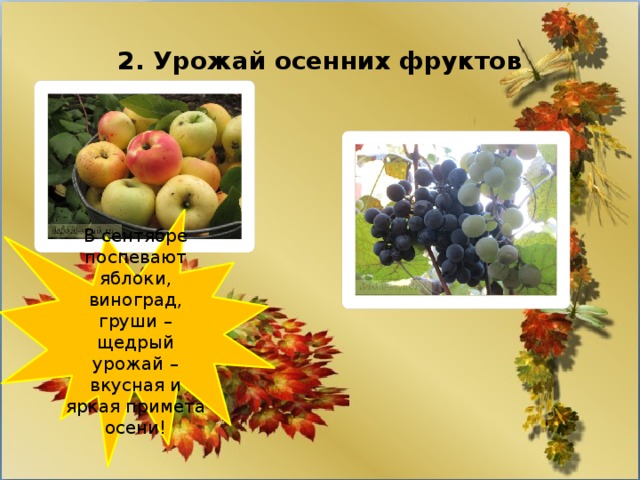 2. Урожай осенних фруктов В сентябре поспевают яблоки, виноград, груши – щедрый урожай – вкусная и яркая примета осени! 