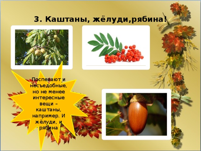 3. Каштаны, жёлуди,рябина! Поспевают и несъедобные, но не менее интересные вещи – каштаны, например. И жёлуди, и рябина 