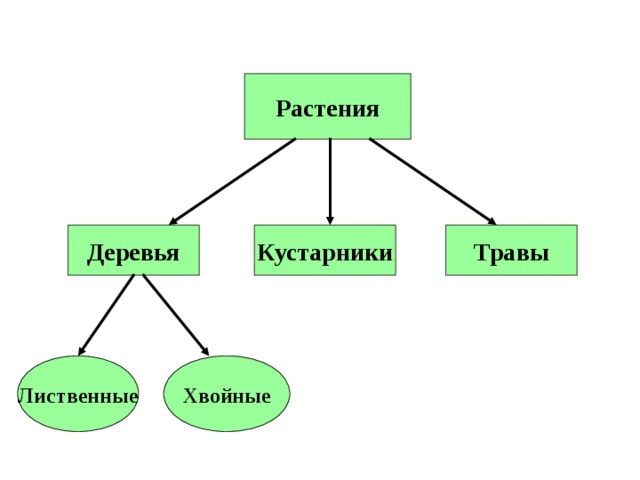 Растения Деревья Кустарники Травы Лиственные Хвойные 