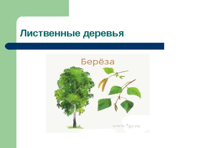 Осина лиственная или хвойная. Липа лиственное или хвойное. Липа это хвойное дерево. Лиственные и хвойные липа. Липа какое дерево лиственное или хвойное.