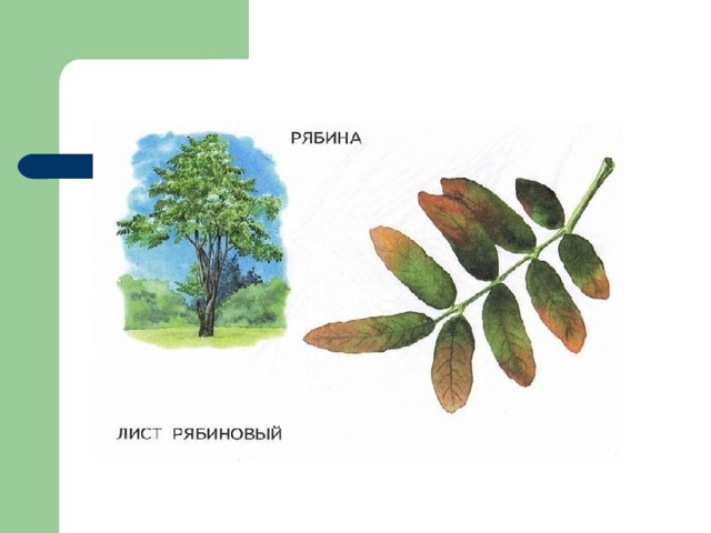 Презентация лиственные и хвойные деревья 2 класс