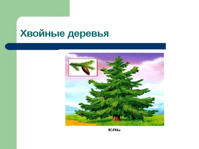 Презентация лиственные и хвойные деревья 2 класс. Лиственные и хвойные деревья презентация. От земли до неба 4 класс окружающий мир хвойные деревья.