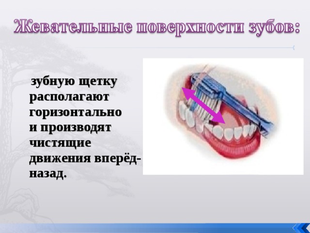  зубную щетку располагают горизонтально и производят чистящие движения вперёд-назад .  