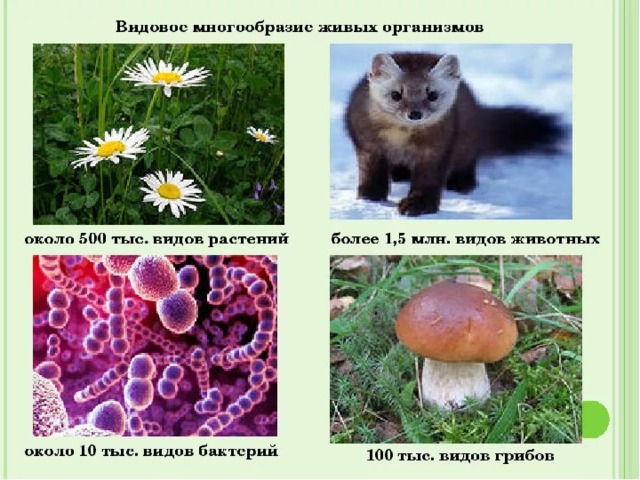 Многообразие организмов 1,5 млн. беспозвоночных животных. Более 350 тыс. растений. Около 100 тыс. грибов. 