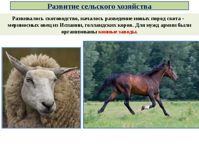 Развитие сельского хозяйства Развивалось скотоводство, началось разведение новых пород скота - мериносных овец из Испании, голландских коров. Для нужд армии были организованы конные заводы . 