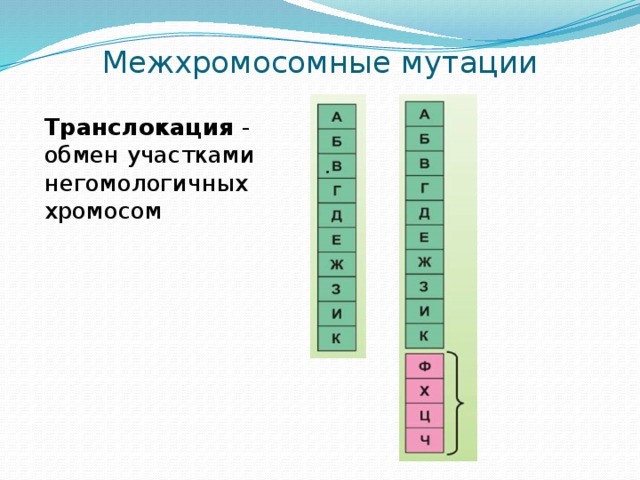 Межхромосомные мутации Транслокация - обмен участками негомологичных хромосом 
