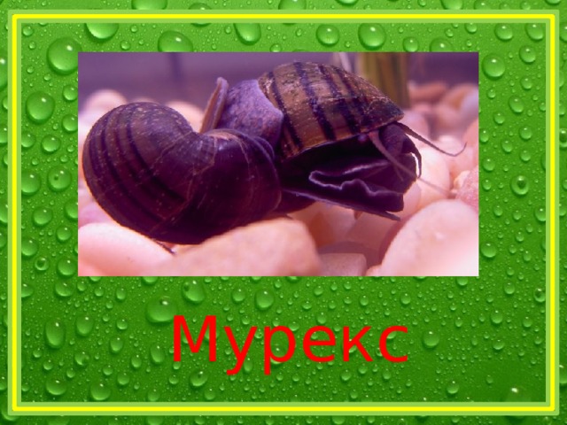 Мурекс 