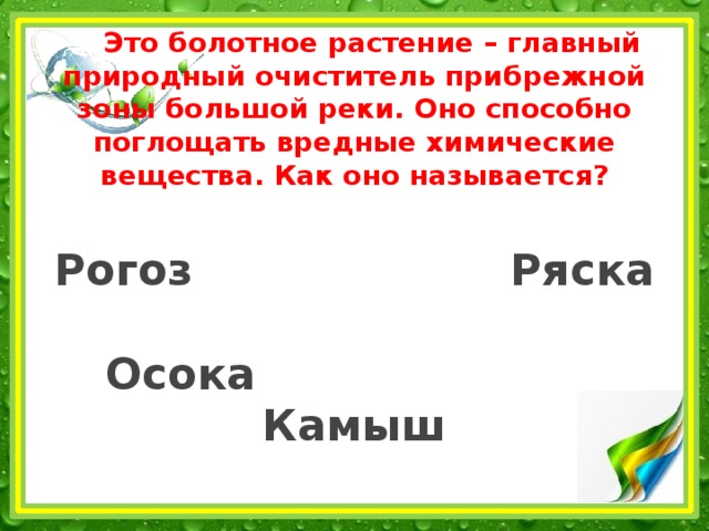  Это болотное растение – главный природный очиститель прибрежной зоны большой реки. Оно способно поглощать вредные химические вещества. Как оно называется?   Рогоз Ряска   Осока Камыш 