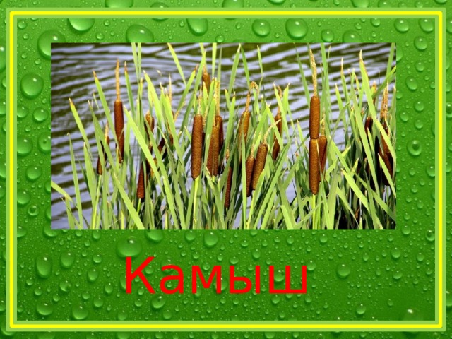 Камыш 
