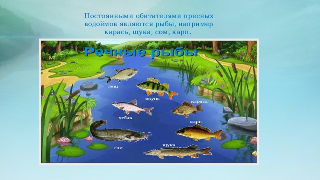 Постоянными обитателями пресных водоёмов являются рыбы, например карась, щука, сом, карп.  