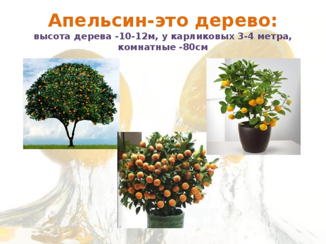 Апельсин-это дерево:  высота дерева -10-12м, у карликовых 3-4 метра, комнатные -80см 