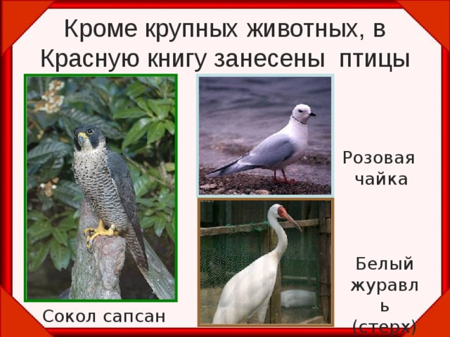 Кроме крупных животных, в Красную книгу занесены птицы Розовая чайка Белый журавль (стерх) Сокол сапсан 