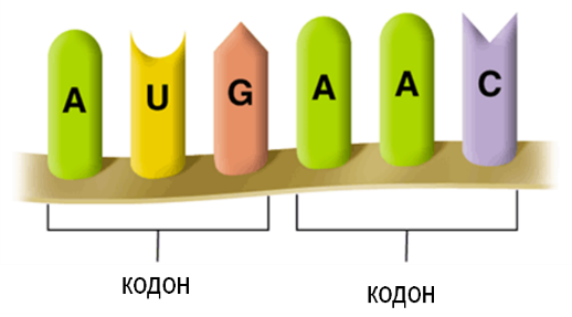 Кадон. Кодон. Триплет кодон. Кодон это в биологии. Кодон и антикодон.