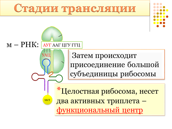 Синтез белка презентация 10 класс биология