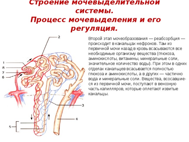 Регуляция мочеобразования схема