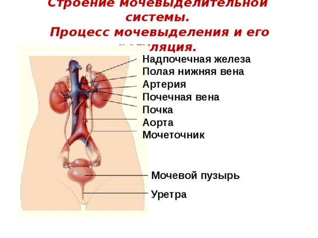 Вена артерия мочеточник. Почечная артерия Вена мочеточник. Функции мочеточника функции. Функция мочеточника система. Мочеточник почечная Вена почечная артерия.