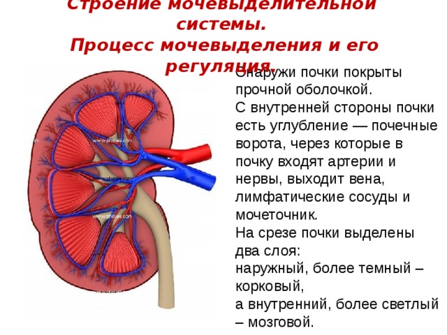 Снаружи почку покрывают