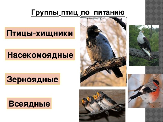 Презентация на тему: "Цель урока: Обобщить знания о внешнем и внутреннем строени