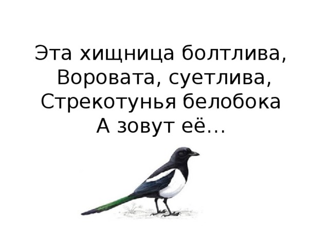 Эта хищница болтлива,  Воровата, суетлива,  Стрекотунья белобока  А зовут её…   