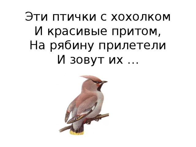 Эти птички с хохолком  И красивые притом,  На рябину прилетели  И зовут их … 