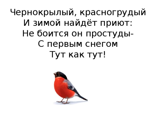 Чернокрылый, красногрудый  И зимой найдёт приют:  Не боится он простуды-  С первым снегом  Тут как тут! 