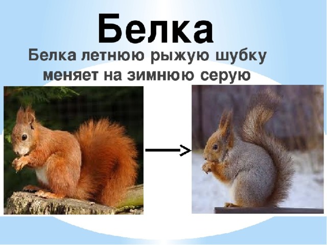 Как белочка зимует план рассказа