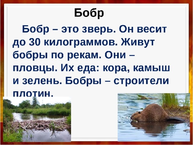 Презентация урока краеведения "Бобры"