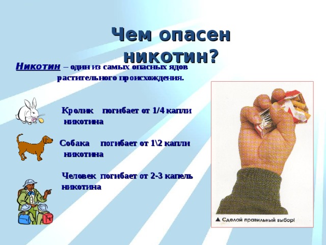 Чем опасен никотин? Никотин  – один из самых опасных ядов  растительного происхождения.    Кролик погибает от 1/4 капли  никотина   Собака погибает от 1\2 капли  никотина   Человек погибает от 2-3 капель  никотина 