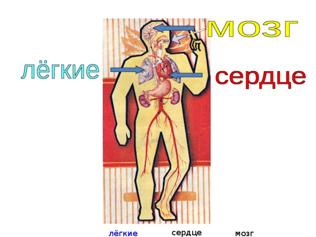 сердце лёгкие мозг 