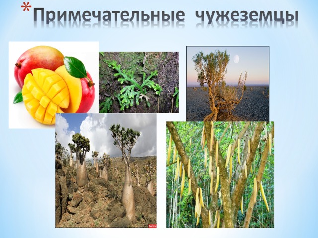 Растения чужеземцы проект