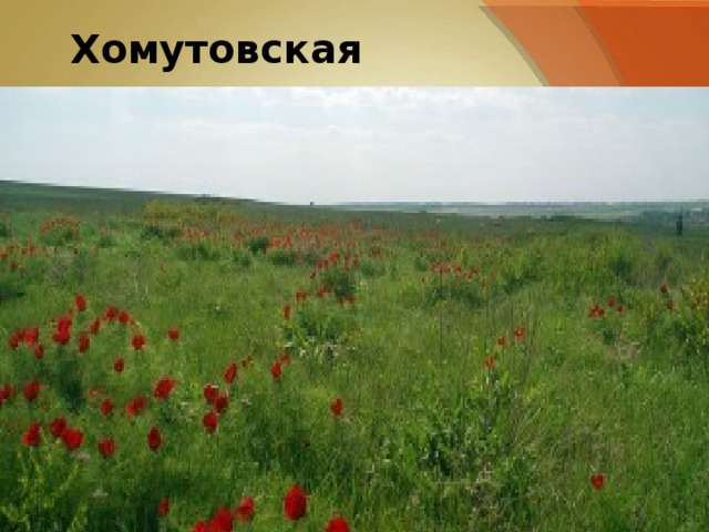 Хомутовская степь Хомутовская степь 