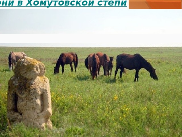 Кони в Хомутовской степи 