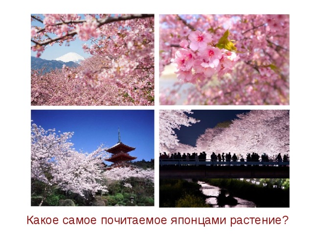 Сакура – традиционный символ женской молодости и красоты. В стране введён Праздник Цветения Сакуры. Время проведения зависит от времени цветения этого растения. Какое самое почитаемое японцами растение? 