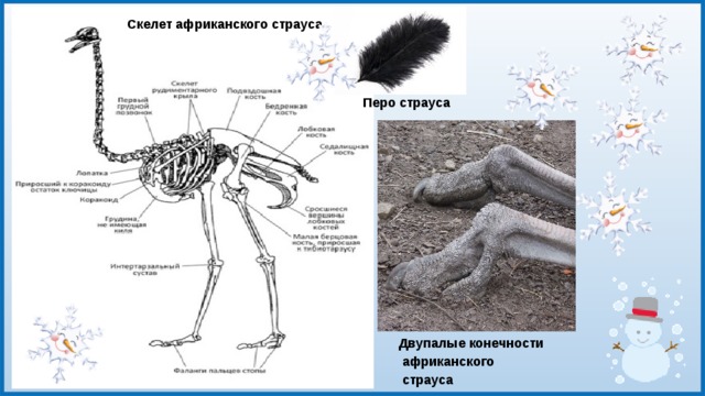 Скелет страуса рисунок