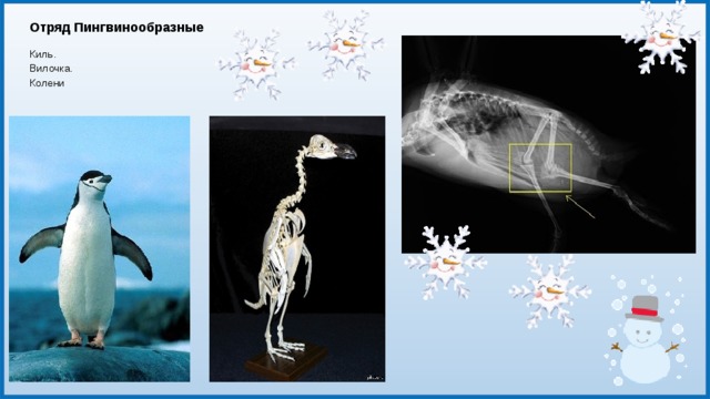 Строение пингвина на русском языке схема