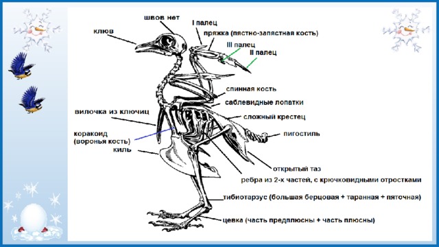 Практическая работа по биологии скелет птицы