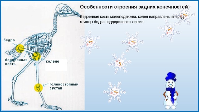 Особенности скелета птиц 7 класс