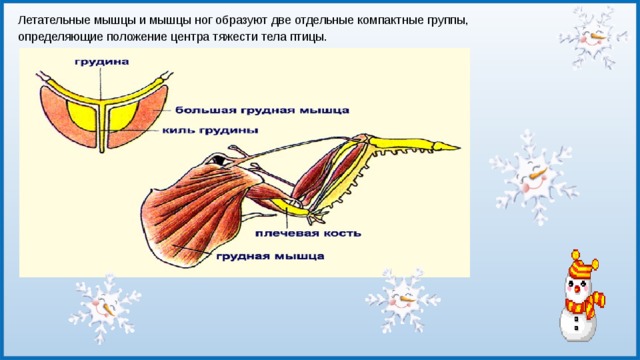 Особенности расположения строения и работы мышц птиц. Летательные мышцы. Мышцы птиц. Летательная мускулатура насекомых. Летательные мышцы в скелете птиц.