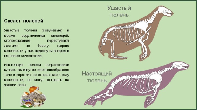 Презентация скелет млекопитающих 7 класс