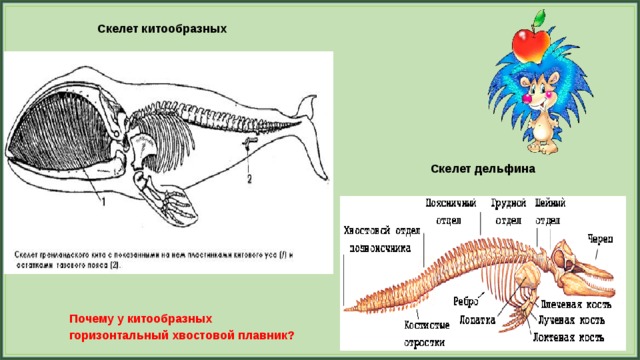 Презентация скелет млекопитающих 7 класс