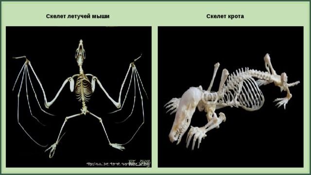 Презентация скелет млекопитающих 7 класс