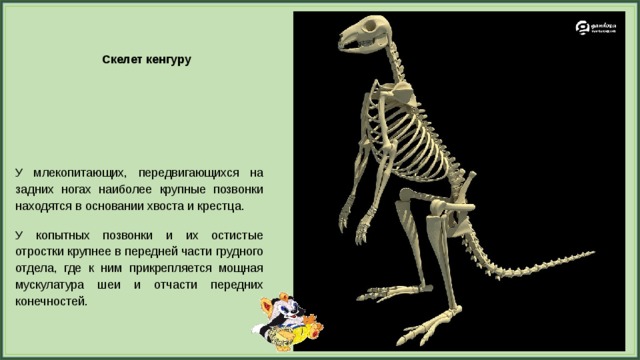 Запишите выводы об особенностях скелета млекопитающих сделайте рисунки биология 7