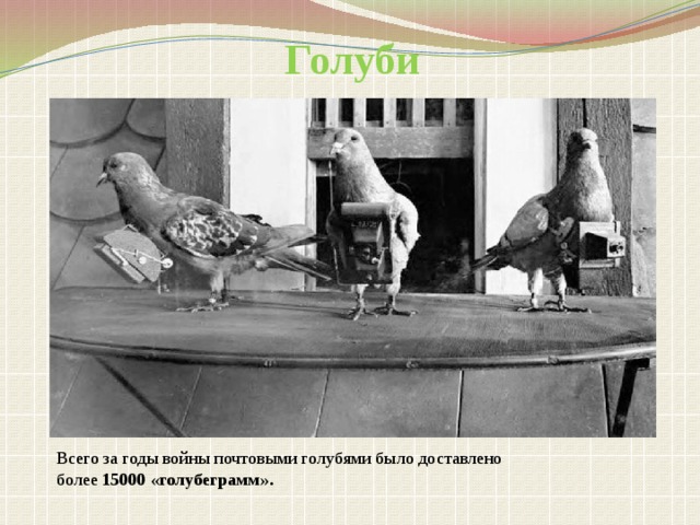 Голуби Всего за годы войны почтовыми голубями было доставлено более 15000 «голубеграмм».