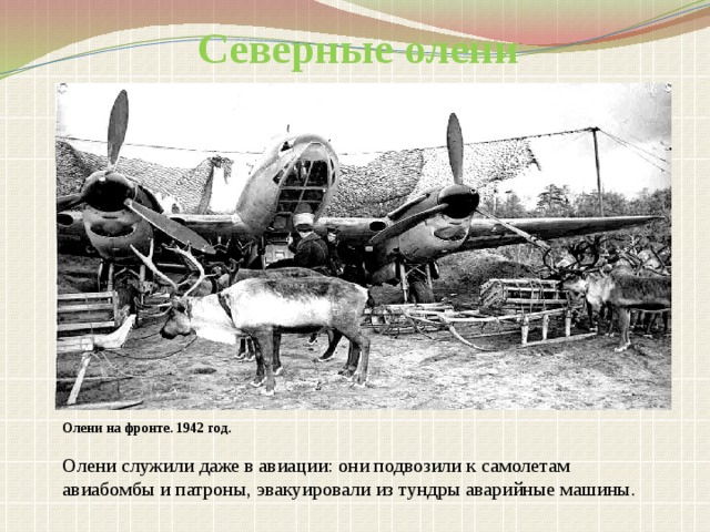 Северные олени Олени на фронте. 1942 год.  Олени служили даже в авиации: они подвозили к самолетам авиабомбы и патроны, эвакуировали из тундры аварийные машины.