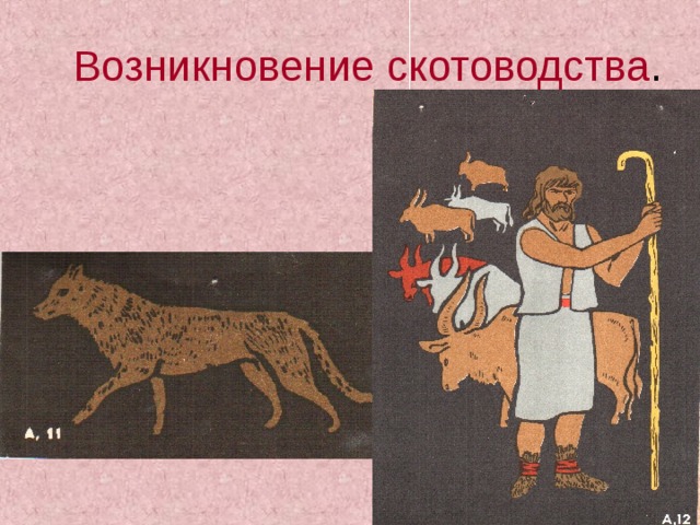 Возникновение скотоводства . 