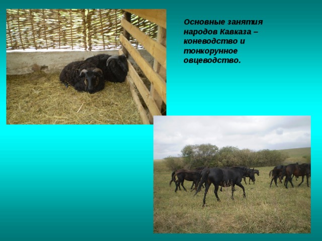 Основные занятия народов Кавказа – коневодство и тонкорунное овцеводство. 