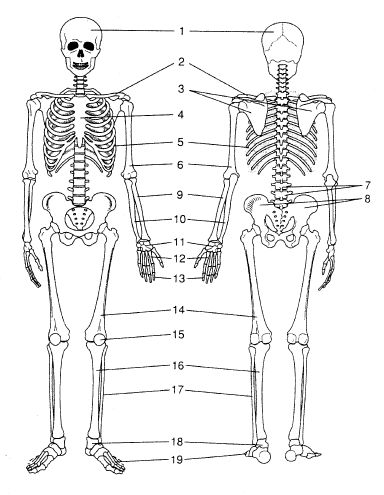 Задания по скелету. Рис 13 скелет человека спереди.