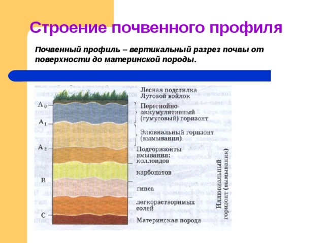 Горные породы составляющие основу почвы. Строение почвы почвенный профиль. Строение почвы почвенные горизонты. Схематический почвенный профиль. Строение почвенного профиля.